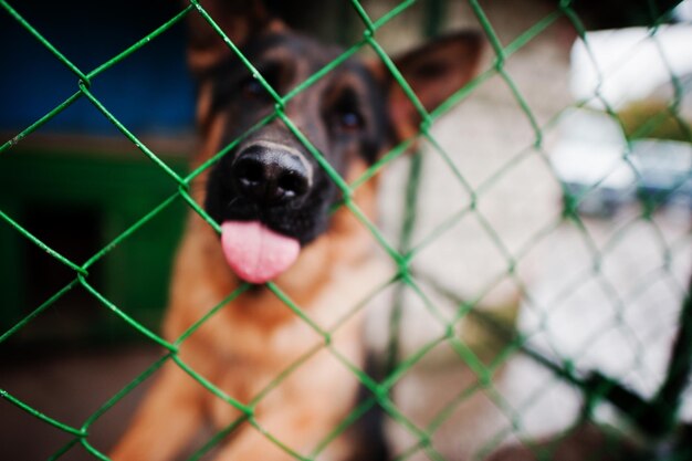 Closeup photo of a dog's snout in a cage