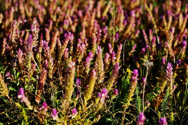 一般的なヘザーの開花フィールドのクローズアップ写真