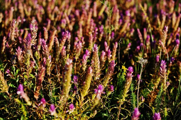 Closeup photo of a flowering field of common heather