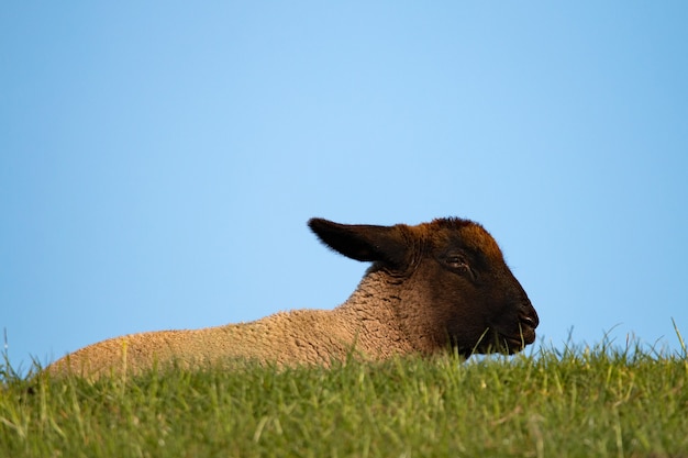 Closeup photo of a goat standing on grass under a blue sky