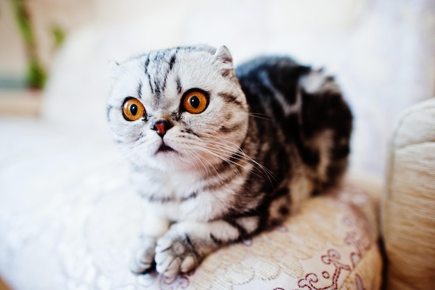 スコティッシュフォールドの子猫のクローズアップ写真