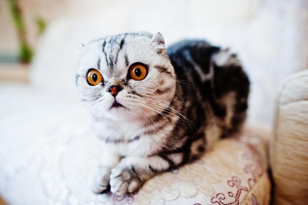 Closeup photo of a scottish fold kitten