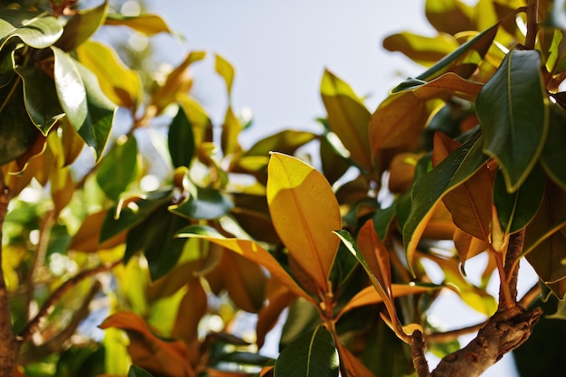 Closeup photo of vibrant green tropical leaves of ficus plant