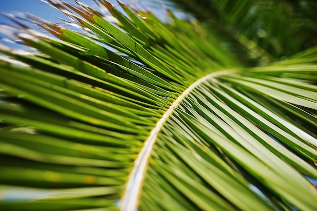 Closeup photo of vibrant green tropical palm leaves
