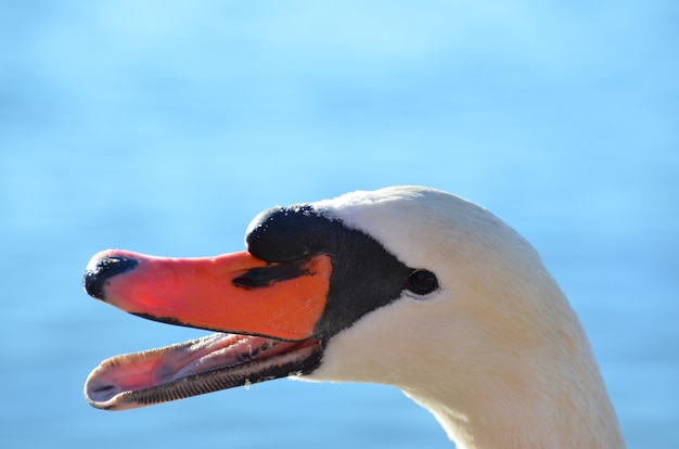 Closeup picture of a white swan on blue