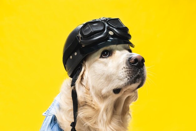 Closeup of a pilot golden retriever isolated on yellow