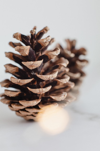 Free photo closeup of pine cones