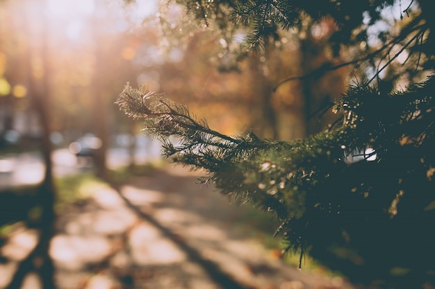 Closeup of a pine tree branch