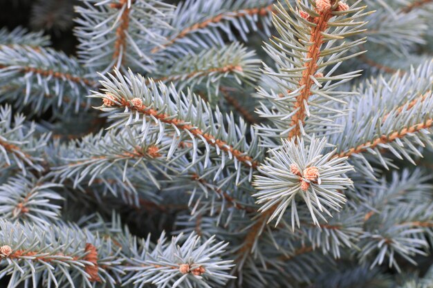Closeup pine tree branch
