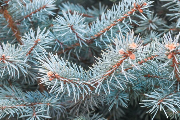 Closeup pine tree branches