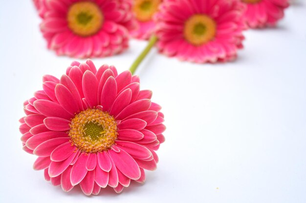 Closeup of pink Barberton daisies on a white background with space for your text