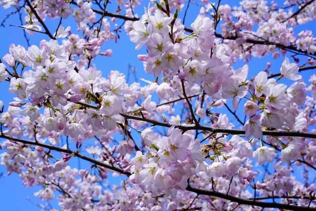 Closeup of pink cherry blossoms in springtime against a clear blue sk