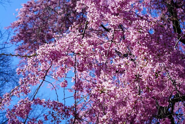 Closeup of pink cherry blossoms in springtime against a clear blue sky