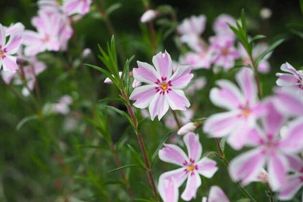 Closeup of pink-colored flowers in a garden captured during the daytime