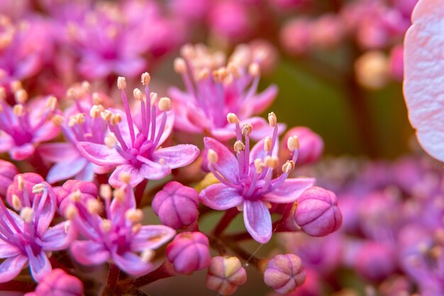 Closeup of pink dichroa flowers in a field under the sunlight with a blurry