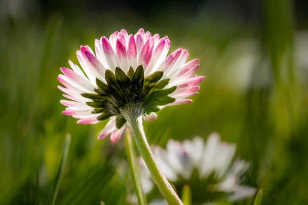 Closeup  of a pink-edged daisy flower in a field