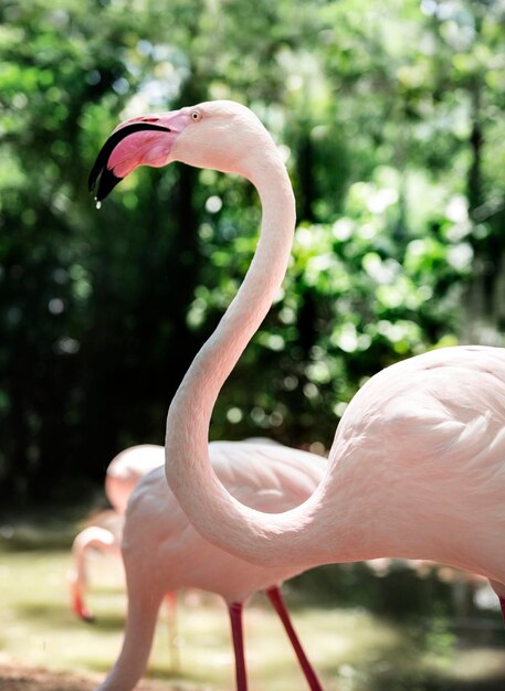Крупный план розовой птицы фламинго в зоопарке