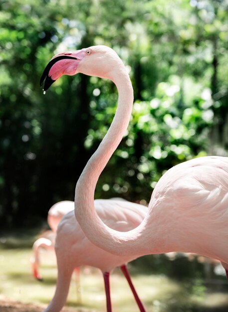 Closeup of pink flamingo bird at the zoo