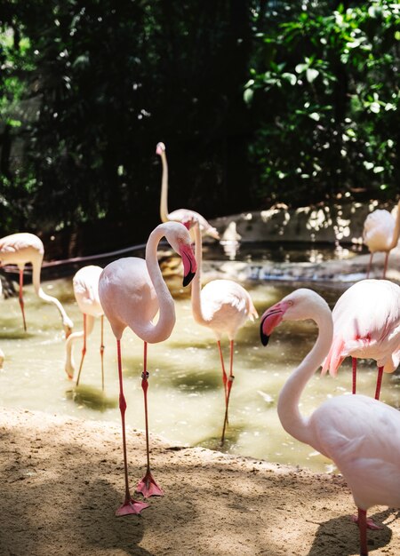 Closeup of pink flamingo bird at the zoo