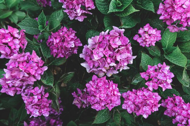 ブッシュの自然な背景にピンクの花をクローズ アップ