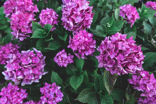 Free photo closeup pink flowers on a bush natural background