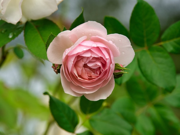 Closeup of a pink garden rose surrounded by greenery with a blurry background