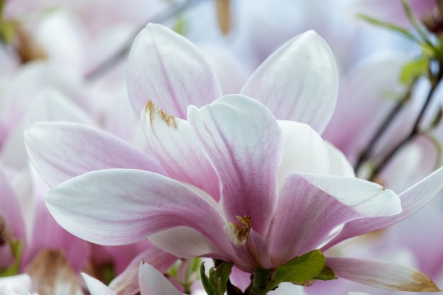 Closeup of pink magnolia flowers on a tree