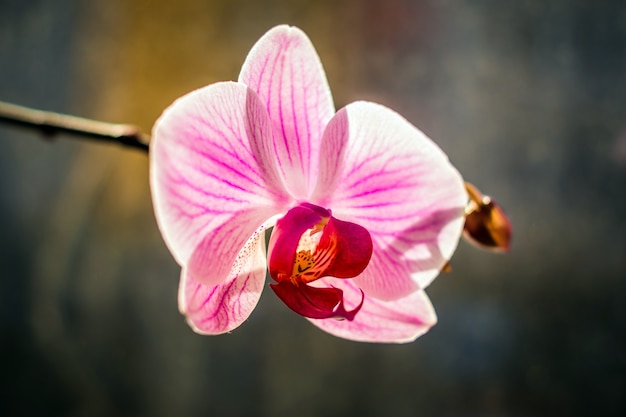 Closeup  of a pink orchid flower 