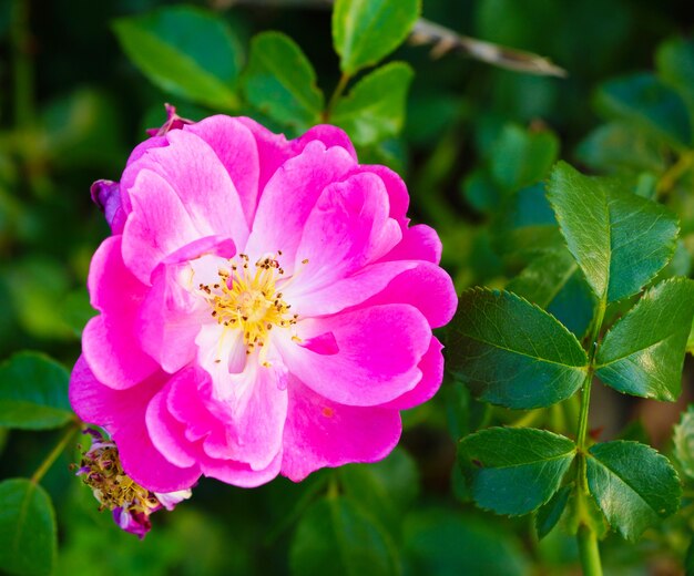 Closeup of a pink rosa gallica surrounded by greenery in a field under the sunlight at daytime