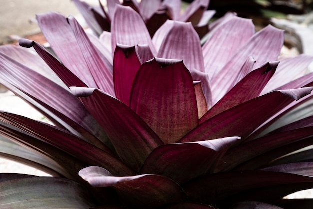 Free photo closeup pink tropical flower petals