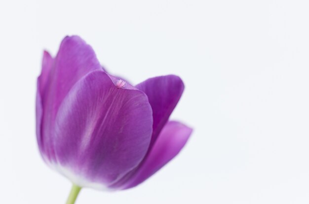 あなたのテキストのためのスペースと白い背景で隔離のピンクのチューリップの花のクローズアップ