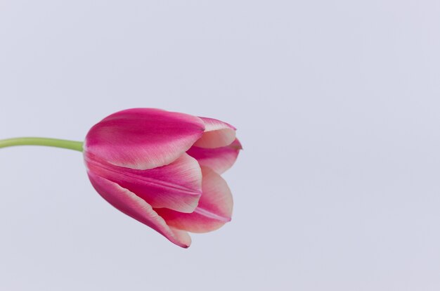 텍스트에 대 한 공간을 가진 흰색 배경에 고립 된 핑크 튤립 꽃의 근접 촬영
