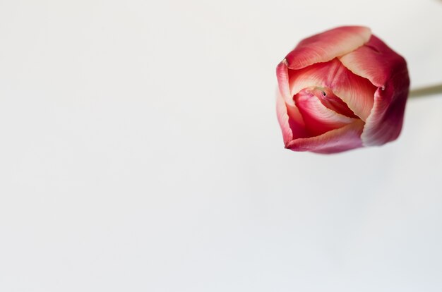 Closeup of a pink tulip flower isolated on white background with space for your text