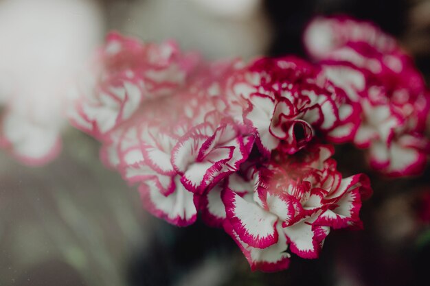 Free photo closeup of pink and white carnations