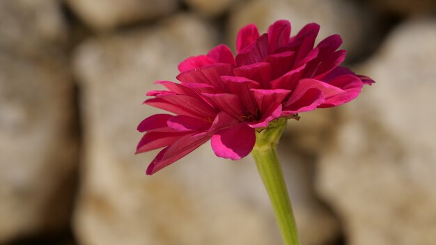 Closeup of pink zinnia flower in a garden