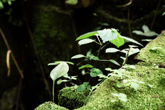 Closeup plants and moss with blurred background