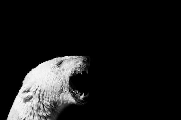 Closeup of a polar bear screaming