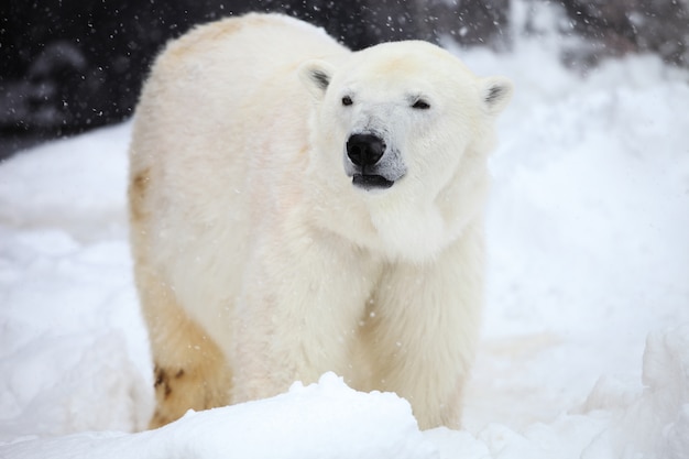 일본 홋카이도에서 폭설 중 지상에 서있는 북극곰의 근접 촬영