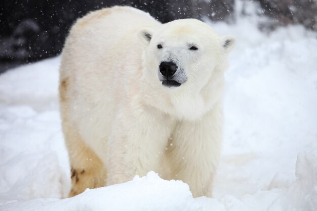 日本の北海道の降雪時に地面に立っているホッキョクグマのクローズアップ