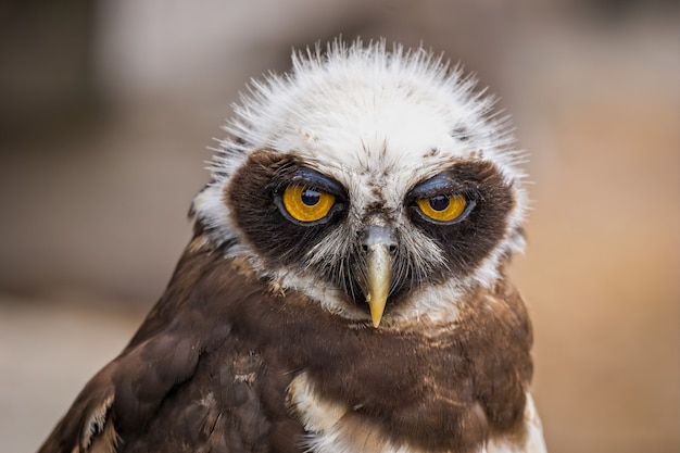 Closeup portrait of a cute owl bird looking to the front