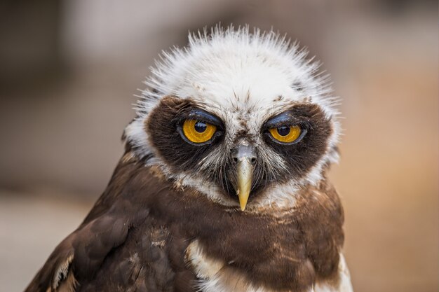 Closeup portrait of a cute owl bird looking to the front