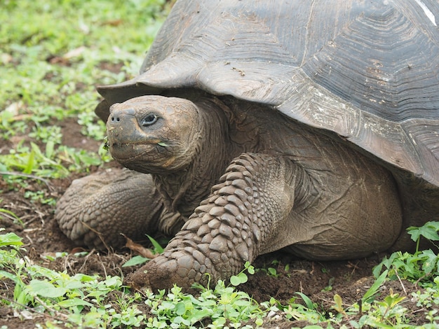 Free photo closeup portrait of a gigantic turtle eating grass in the wild