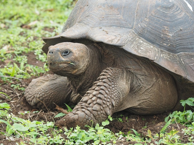 Closeup portrait of a gigantic turtle eating grass in the wild