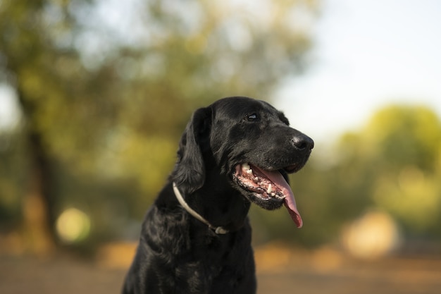 Closeup portrait of a labrador retriever dog outdoors on a sunny day