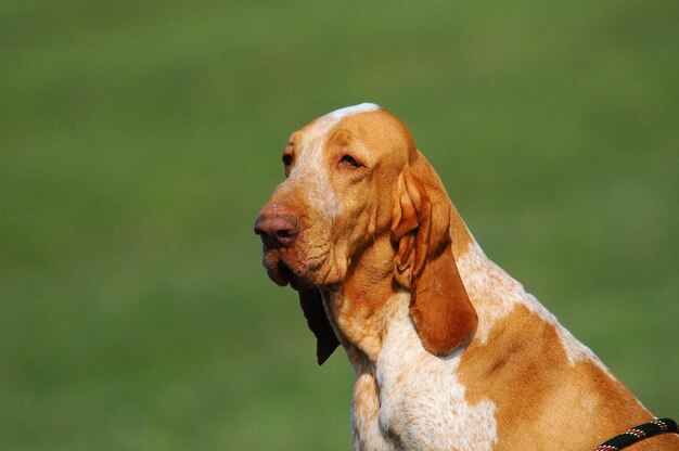 Closeup portrait of a large-sized purebred Bracco pointing dog in the meadow