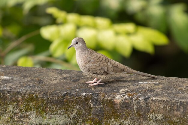 Closeup portrait of a single Inca dove perched on a mossy stone wall