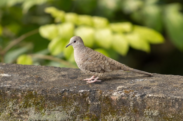 Closeup portrait of a single Inca dove perched on a mossy stone wall