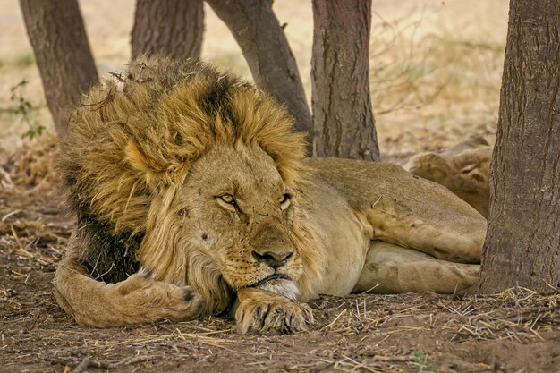 Closeup portrait of a strong, noble lion lying on a straw