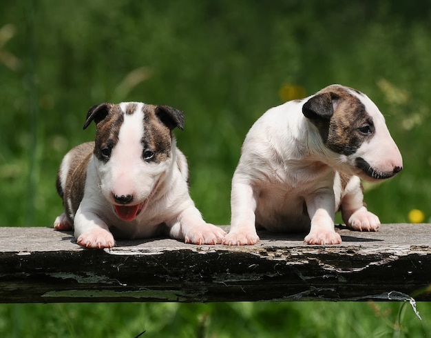 Closeup portrait of two purebred cute Bull Terrier puppy dogs sitting on a wooden plank