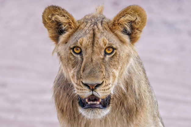 Closeup portrait of a wild lioness looking to the front